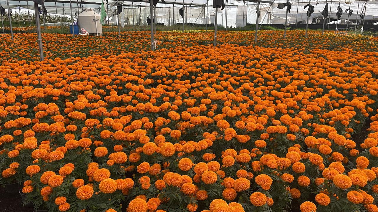 Producción de cempasúchil